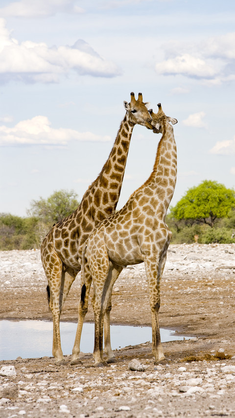 Amazing Animals 80 screenshot