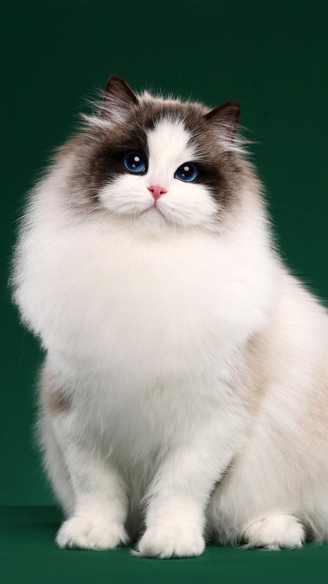 A ragdoll cat with a green background screenshot