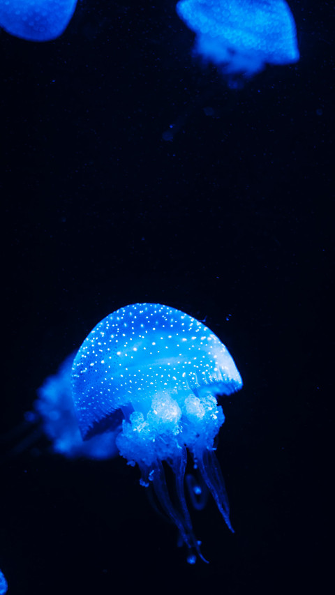 Jellyfish underwater screenshot