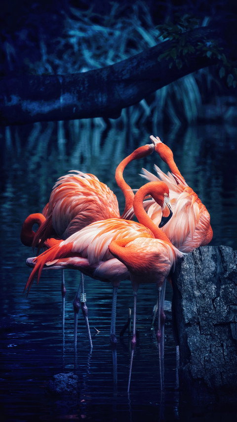 Exclusive flamingo in china screenshot
