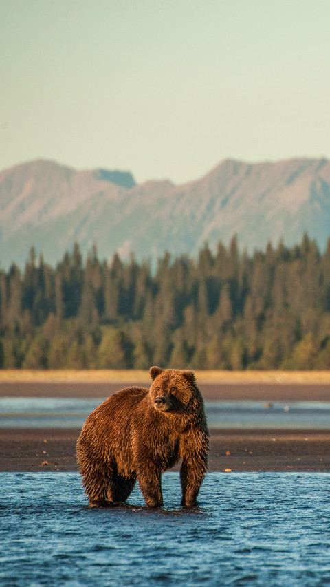 Brown bears by the lakeside screenshot