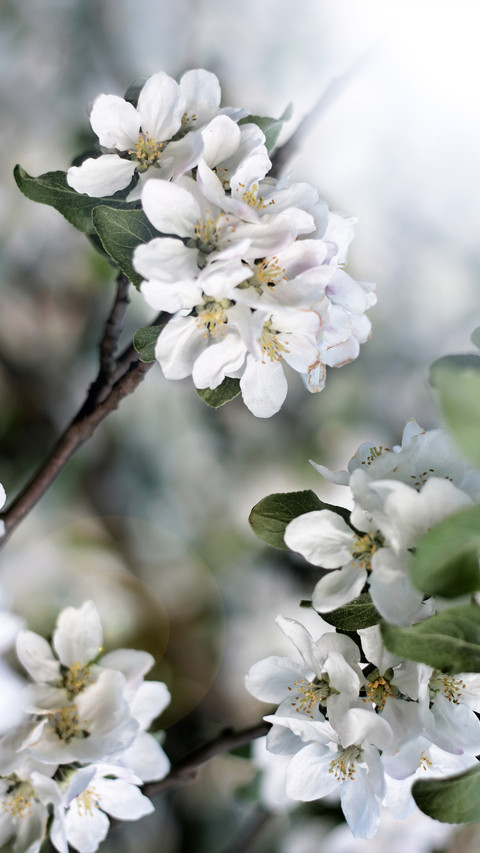 Spring screenshot
