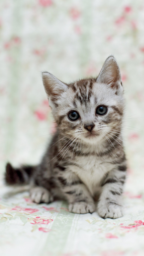 A little cat with a floral background screenshot