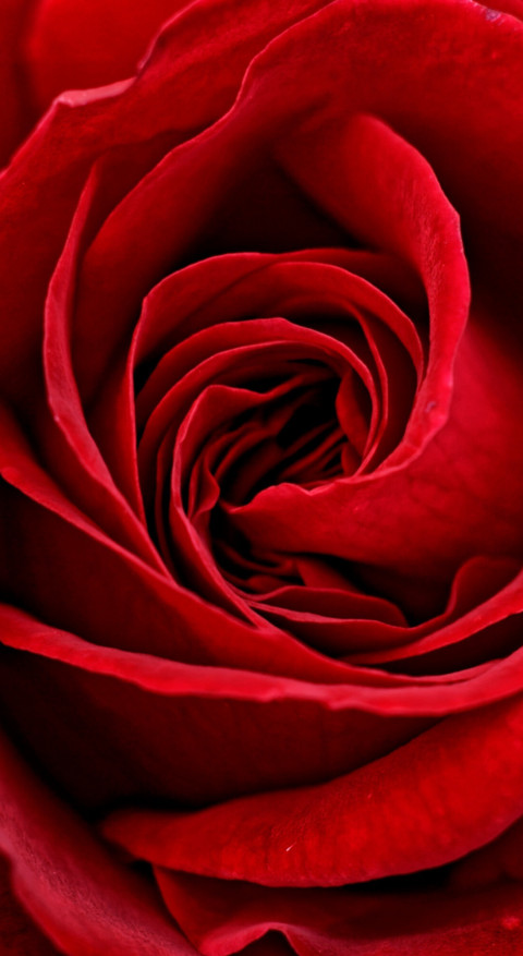 Red Roses (20) screenshot
