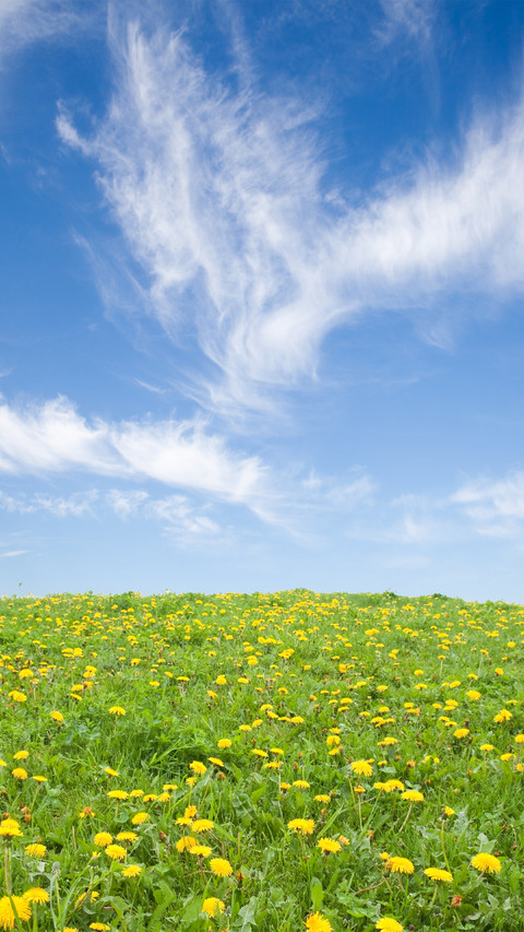 Green Grass And Blue Sky screenshot