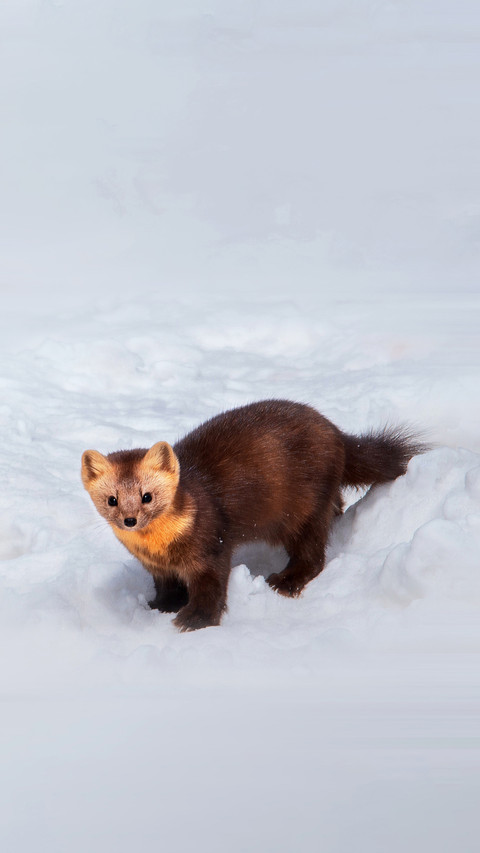 Sable foraging in winter forest screenshot