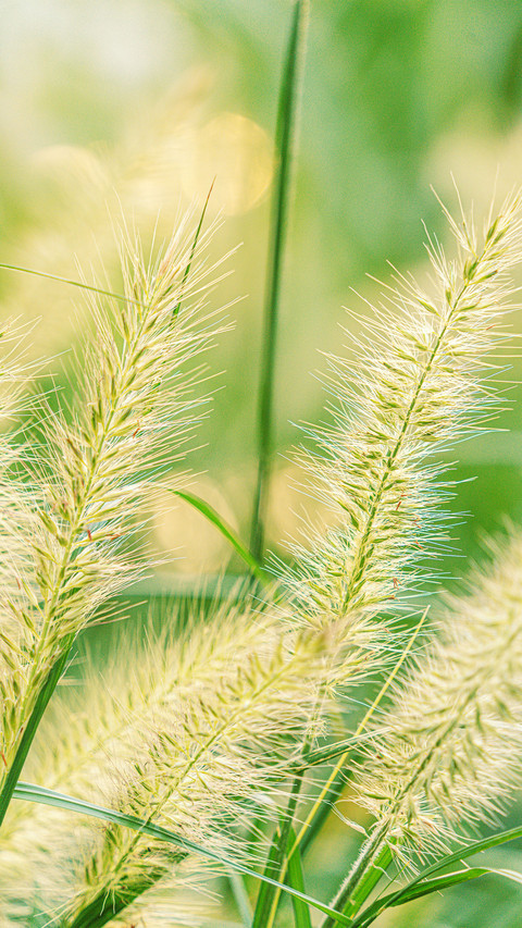 Foxtail grass in the backlight screenshot