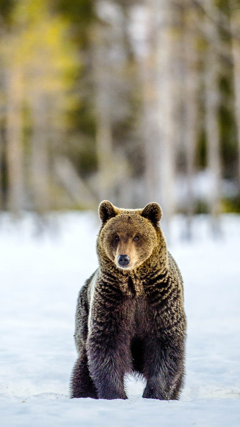 Bear in the snow-covered field. Brown bear in winter forest screenshot