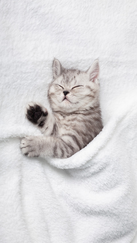 A Cute Scottish Kitten Sleeps On A White Blanket screenshot