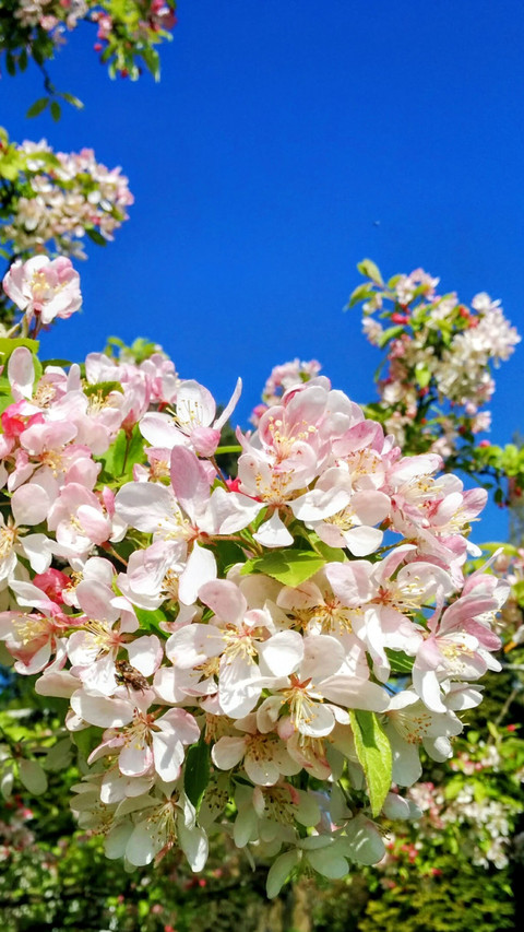 Crab apple tree screenshot