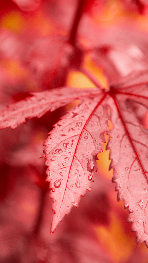 How to shoot macro lens 30 screenshot