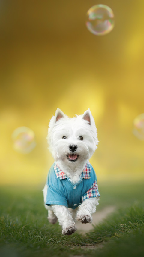 West Highland White Terrier Dog Play with Bubbles screenshot