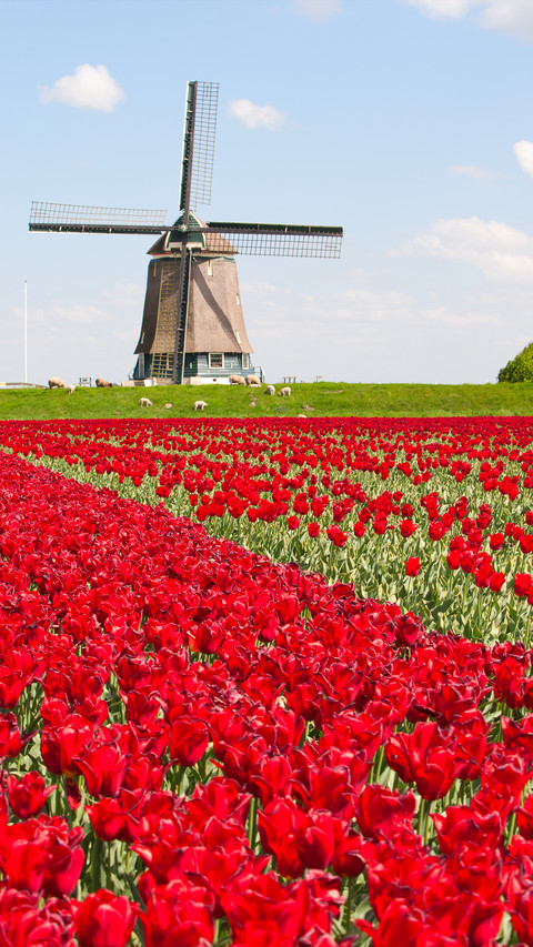 Windmill screenshot