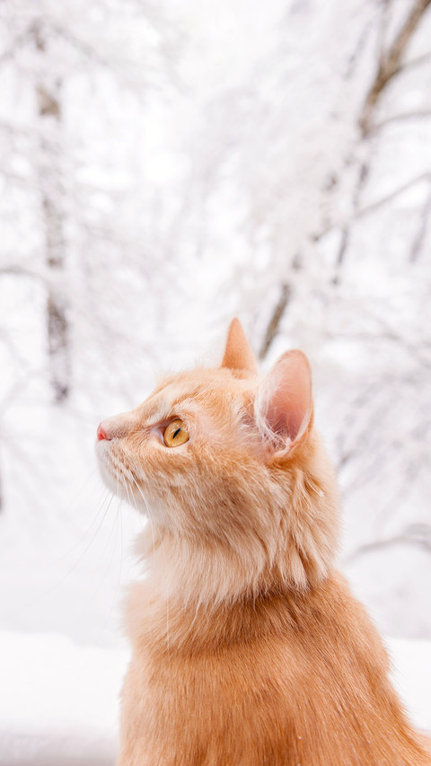 Red cat and snowy landscape outside the window screenshot