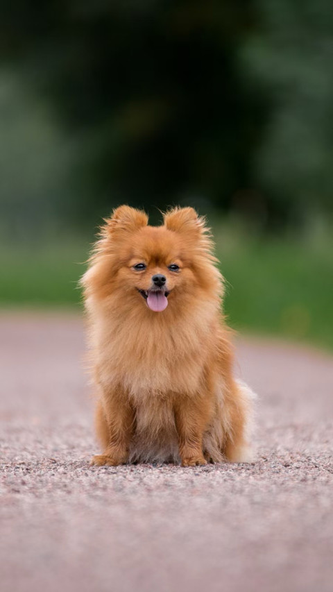 Happy Pomeranian, Tongue Out on Nature's Green Path screenshot