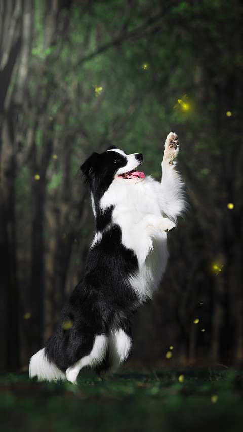 牧羊犬要怎么训练 screenshot