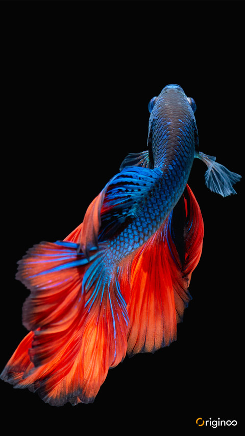 fish (1) screenshot