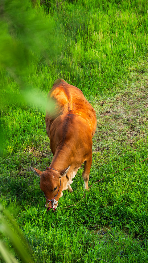 The spring of herding cattle screenshot