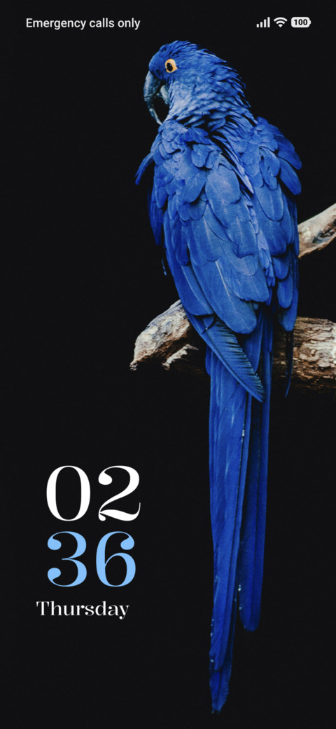 Blue Parrot screenshot
