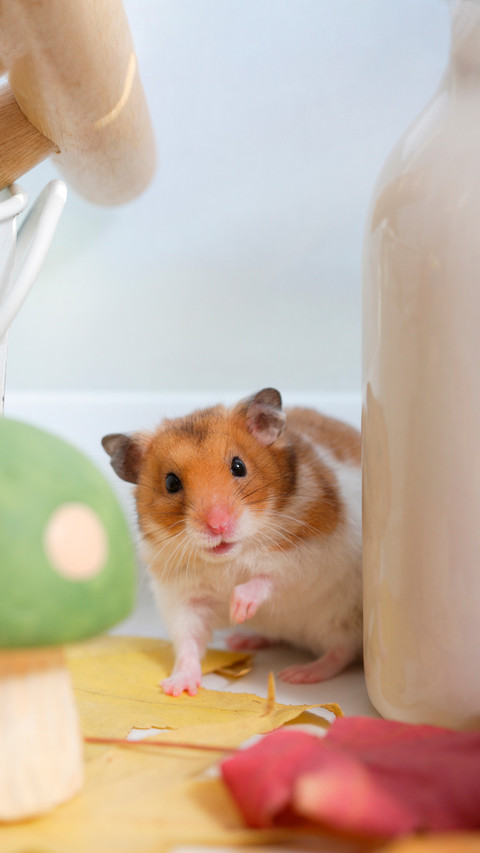Creating a hamster amusement park screenshot