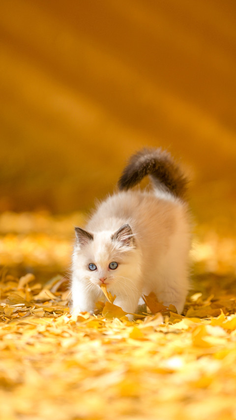The cat in the temple screenshot