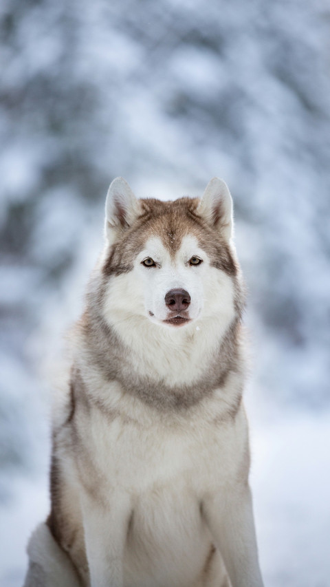 A Sled Dog Sitting on The Snow screenshot