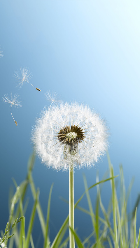 Three Ways of Eating Taraxacum 2 screenshot