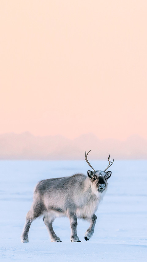 Young rendeer in the cold with sunset in background screenshot
