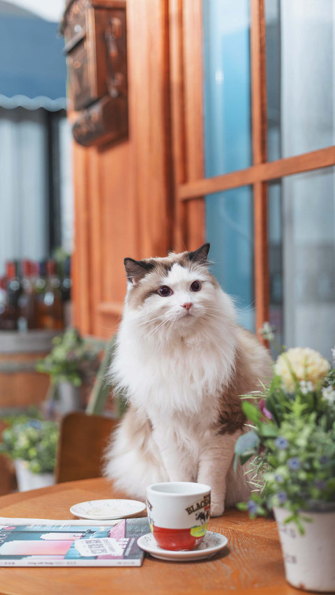 Puppet cat hair smoothing tips screenshot