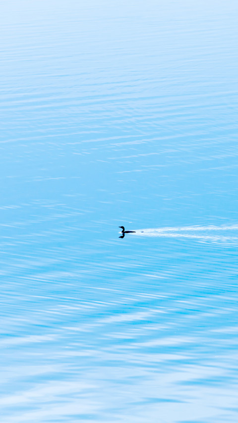 A Little Cormorant swimming in the blue lake on winter screenshot