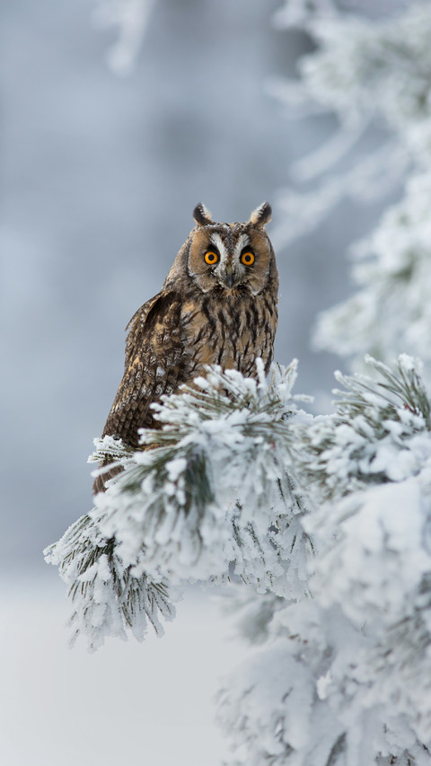 Owl is Standing in The Tree screenshot