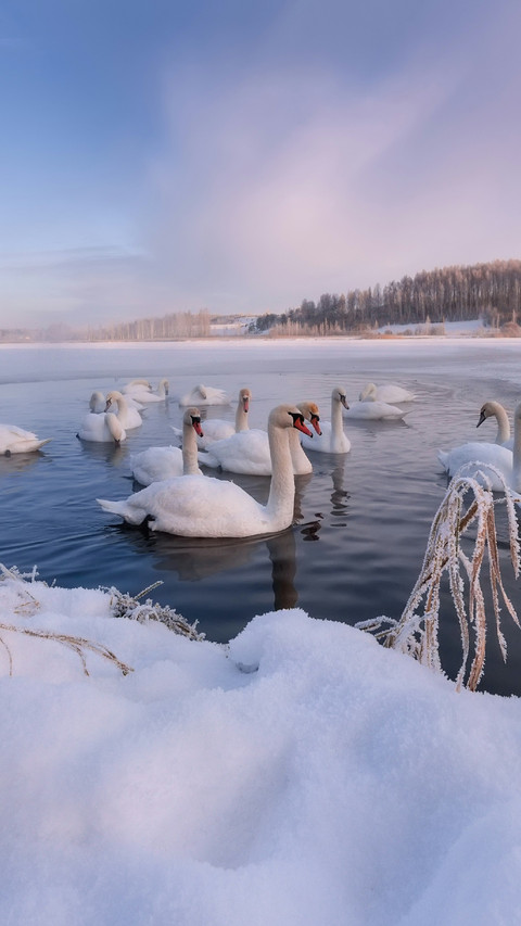 Some Swans Swam on The Lake screenshot