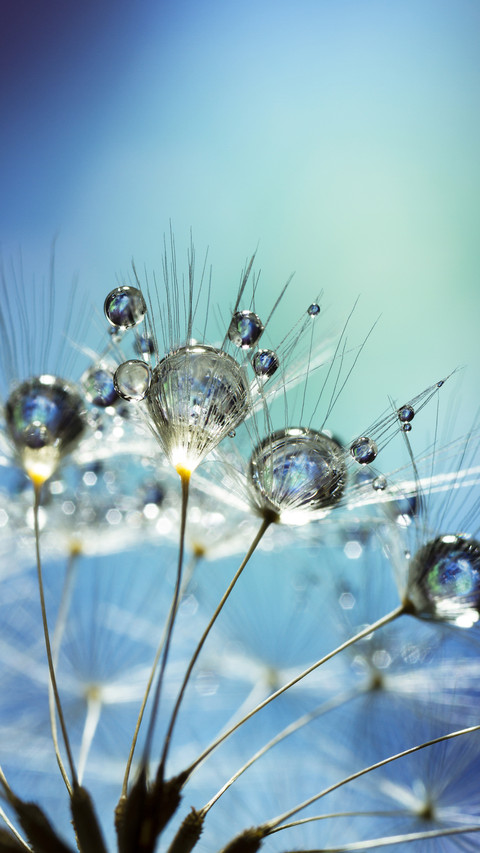 Correct method of macro photography 71 screenshot