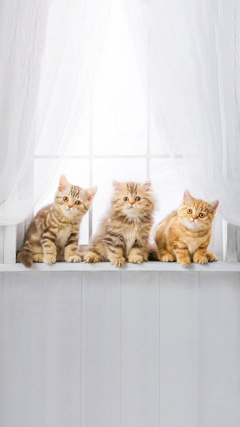 Cute kittens on the windowsill screenshot