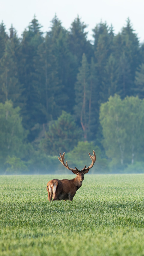 Group of red deers standing on field in morning mist screenshot