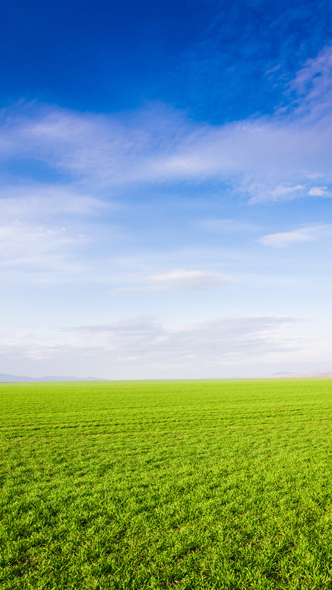 Green Grass screenshot