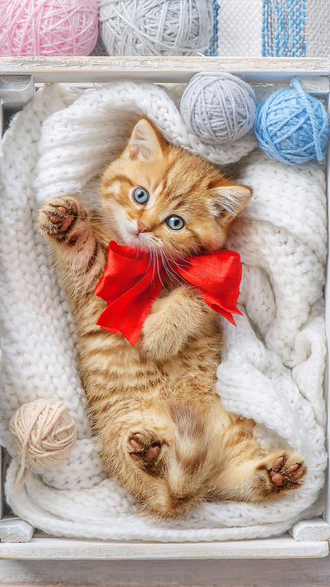 Lovely cat-02 screenshot