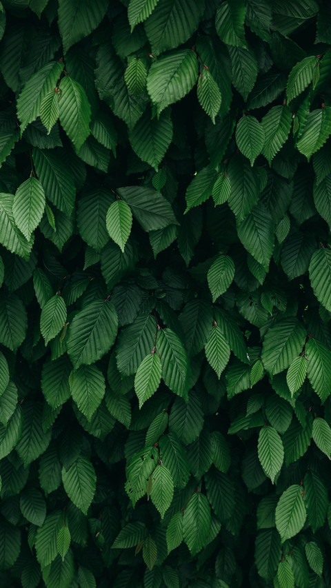 Green eye protection wallpaper screenshot