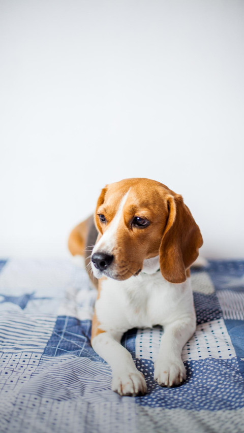 Dog484 screenshot