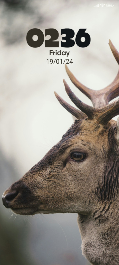 Wild Deer screenshot