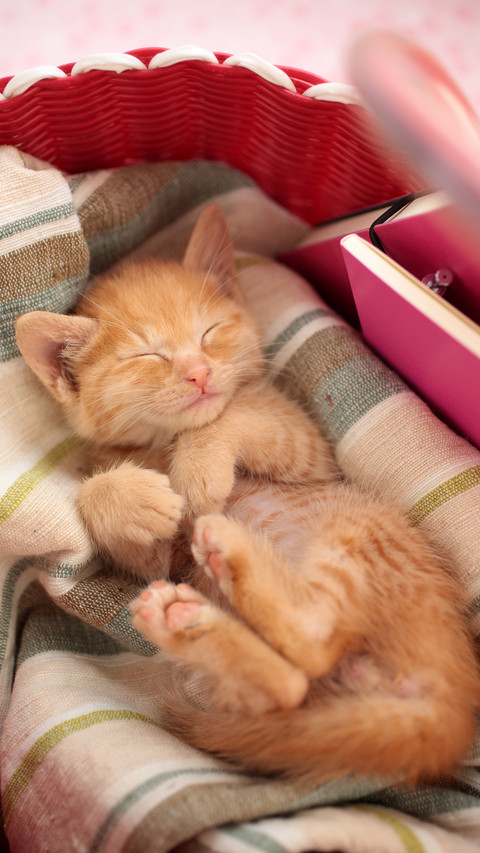 Sleeping kitten screenshot