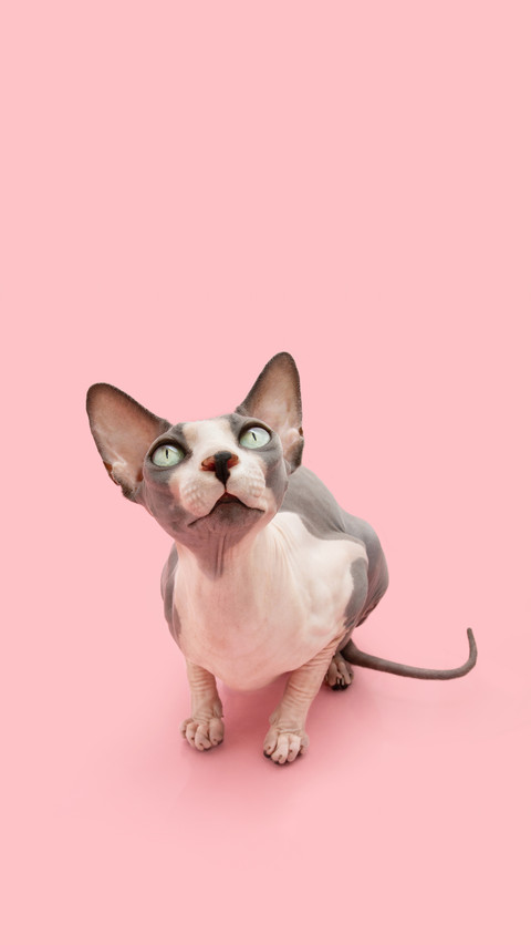 Tips for taking care of hairless cats screenshot