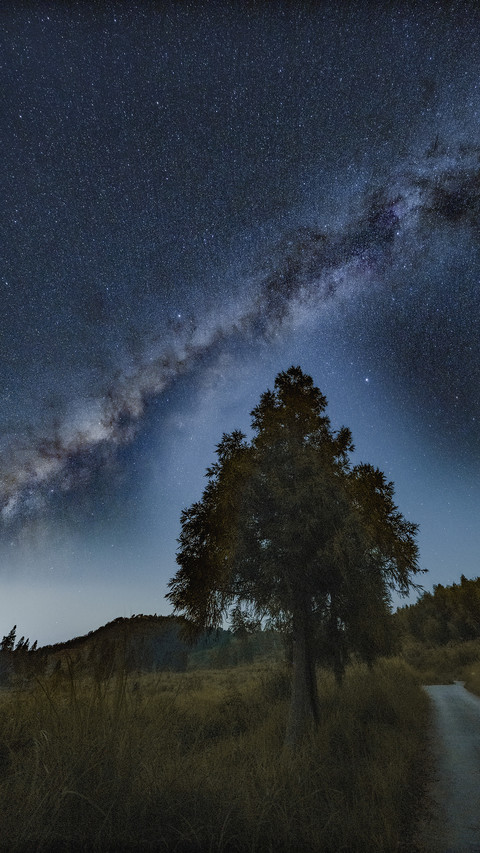 The outlines of trees in the night sky 2 screenshot