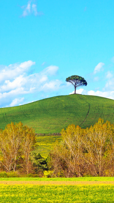 A lonely tree screenshot