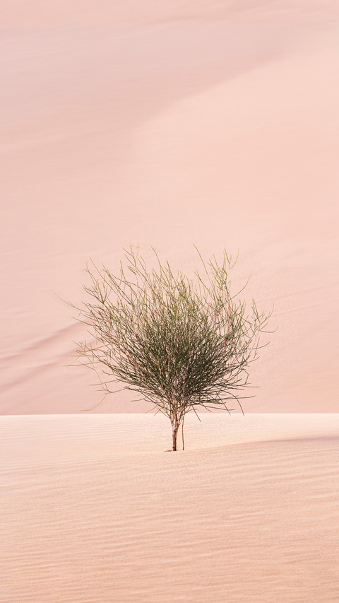Geometric advantages and disadvantages of desert tree screenshot