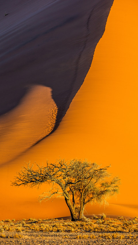 Single Tree in front of Dune screenshot