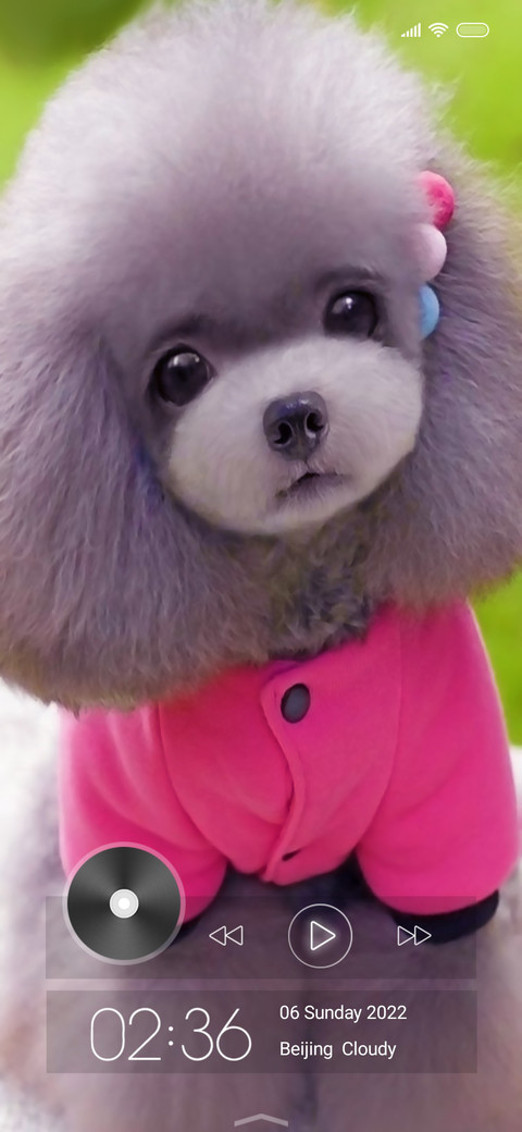 Puppy Qo screenshot