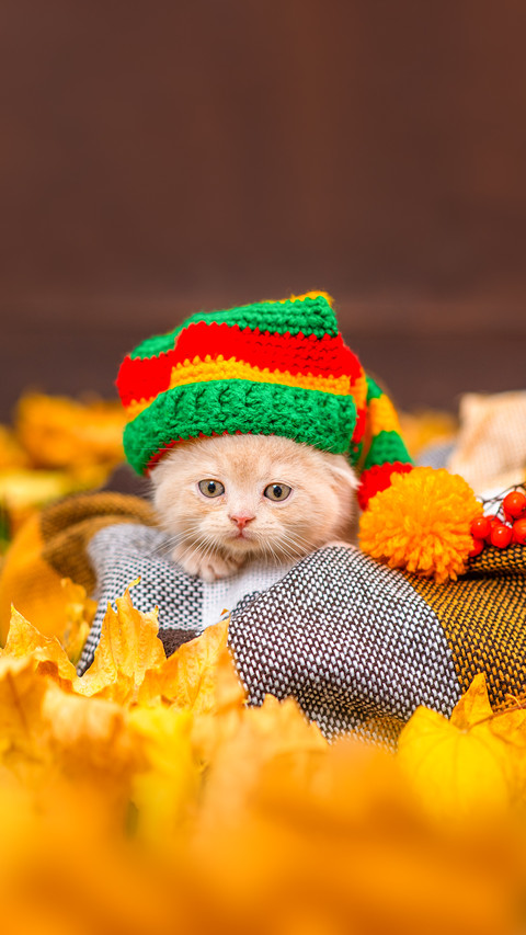 Small lilac kitten with hanging ears with a colorful hat screenshot