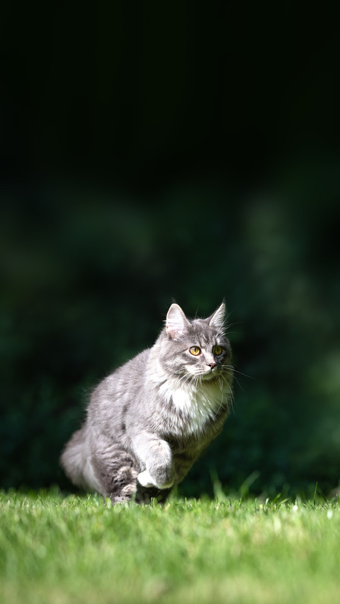 Blue tabby maine coon kitten running on grass screenshot
