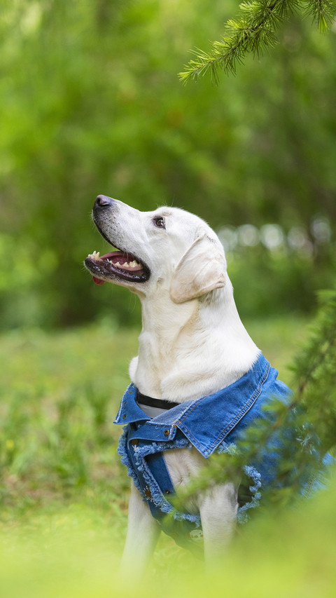 Mom made pajamas for dogs 48 screenshot
